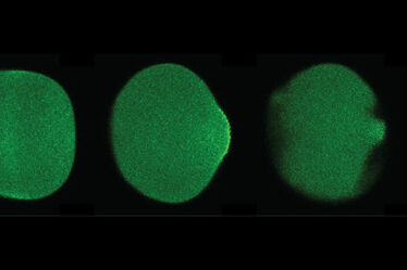 Time-lapsed pictures of a starfish oocyte with light-induced pinching on one end of the cell.